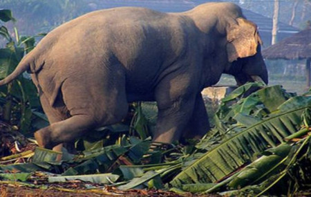 फाइल